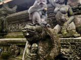 Opice v ubudském Opičím lese (Indonésie, Markéta Losová)