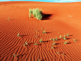 Poušť Namib (Namibie, Shutterstock)