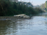 Aligátor v národním parku Čitvan (Indie, Anna Hübnerová)
