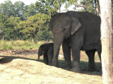 Sloni v národním parku Čitvan (Indie, Anna Hübnerová)