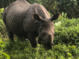 Nosorožec v národním parku Čitvan (Indie, Anna Hübnerová)