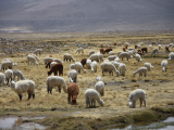 Vikuni ve Valle de Colca (Peru, Tereza Sikorová)