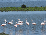 Plameňáci růžoví na poloostrově Paracas (Peru, Tereza Sikorová)