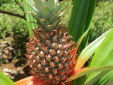 Je libo ananas? Na prohlídce Spice tour! (Zanzibar, Slávek Suldovský)
