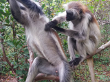 Makakové, Jozani Forest (Zanzibar, Slávek Suldovský)