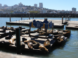 Pier 39, San Francisco (USA, Bc. Tomáš Hrnčíř)