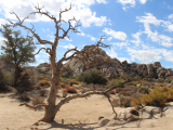 NP Joshua Tree (USA, Bc. Tomáš Hrnčíř)