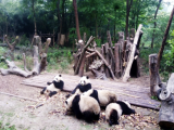 Pandy (Čína, Bc. Patrik Balcar)