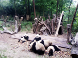 Pandy (Čína,  Bc. Patrik Balcar)