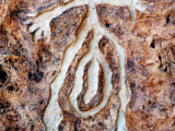 Timna (Izrael,  Shutterstock)
