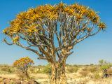 Aloe rozsochatá (Namibie, Dreamstime)