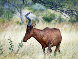 Buvolec stepní (Namibie, Dreamstime)