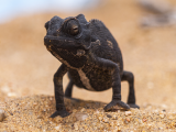 Chameleon, Namibie (Namibie, Dreamstime)