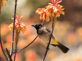 Go away bird (Namibie, Dreamstime)