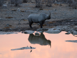 Nosorožec, Namíbie (Namibie, Dreamstime)