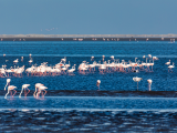 Plameňáci, Walvis Bay (Namibie, Dreamstime)