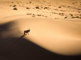 Přímorožec v poušti Sossusvlei (Namibie, Dreamstime)