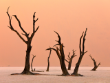 Vyschlé akáty v pánvi Deadvlei (Namibie, Dreamstime)