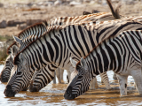 Zebra stepní (Namibie, Dreamstime)