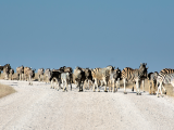 Zebry putující pouští Namib (Namibie, Dreamstime)