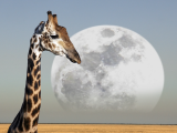 Žirafa v NP Etosha (Namibie, Dreamstime)