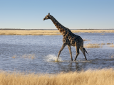 Žirafa, Namibie (Namibie, Dreamstime)