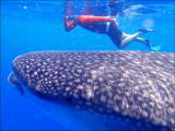 koupání se žralokem obrovským (Maledivy, Michal Čepek)