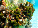 podmořský svět (Maledivy, Michal Čepek)