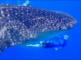 šnorchlování se žralokem obrovským (Maledivy, Michal Čepek)