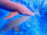 žraloci rezaví (Maledivy, Michal Čepek)