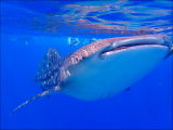 žralok obrovský (Maledivy, Michal Čepek)