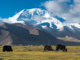 Xinjiang (Čína, Dreamstime)