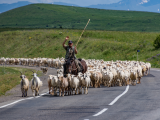 pasák ovcí, Arménie (Arménie, Dreamstime)