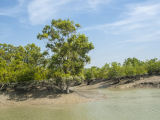Sunderbans (Bangladéš,  Dreamstime)