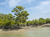 Sunderbans (Bangladéš, Dreamstime)