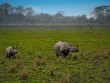 nosorožci, NP Kaziranga (Bangladéš, Dreamstime)