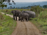 sloni, NP Kaziranga (Bangladéš, Dreamstime)