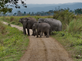 sloni, NP Kaziranga (Bangladéš,  Dreamstime)