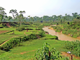 čajové plantáže Srimangal (Bangladéš,  Dreamstime)