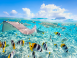 Bora Bora, podmořský život (Francouzská Polynésie, Dreamstime)