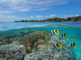 Tahiti, podmořský život (Francouzská Polynésie, Dreamstime)