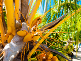 kokosová palma (Francouzská Polynésie, Dreamstime)