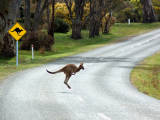 Klokan (Austrálie, Shutterstock)