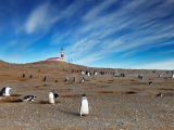 Tučňáci na ostrově Magdalena (Chile, Dreamstime)