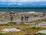 tučňáci (Chile, Dreamstime)