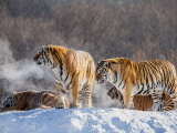 Sibiřští tygři (Čína,  Dreamstime)