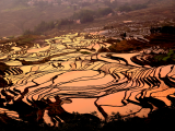 rýžová pole, Yuanyang 2 (Čína,  Dreamstime)