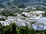 rýžová pole, Yuanyang (Čína, Dreamstime)