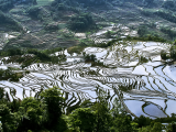 rýžová pole, Yuanyang (Čína,  Dreamstime)
