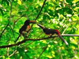 Tukani ve volné přírodě (Guatemala, Dreamstime)